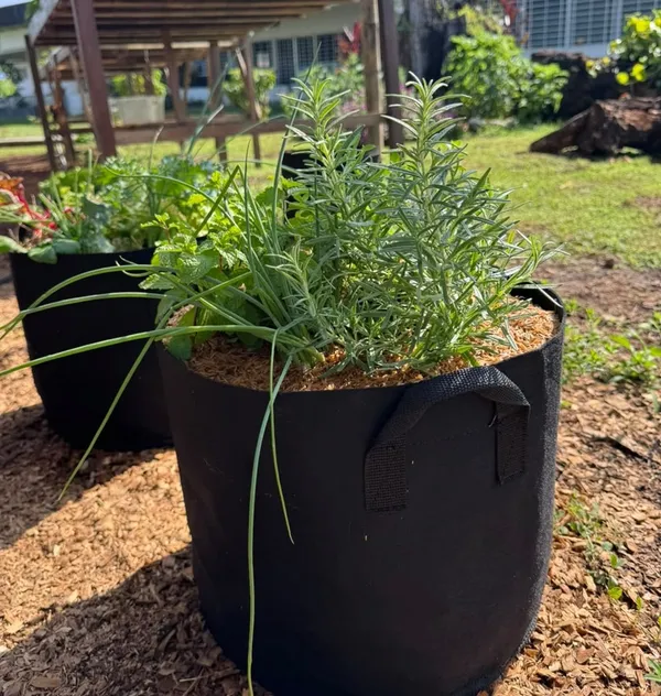 Bolsas de cultivo con hierbas aromáticas