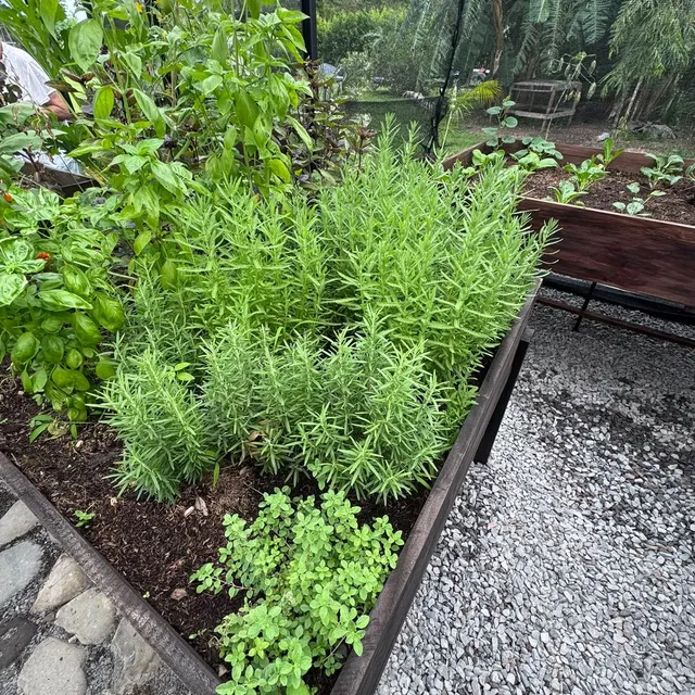 Bancal de hierbas aromáticas en un huerto en casa
