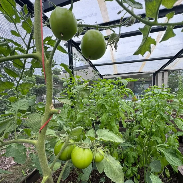 Tomates creciendo en el huerto de una casa en David