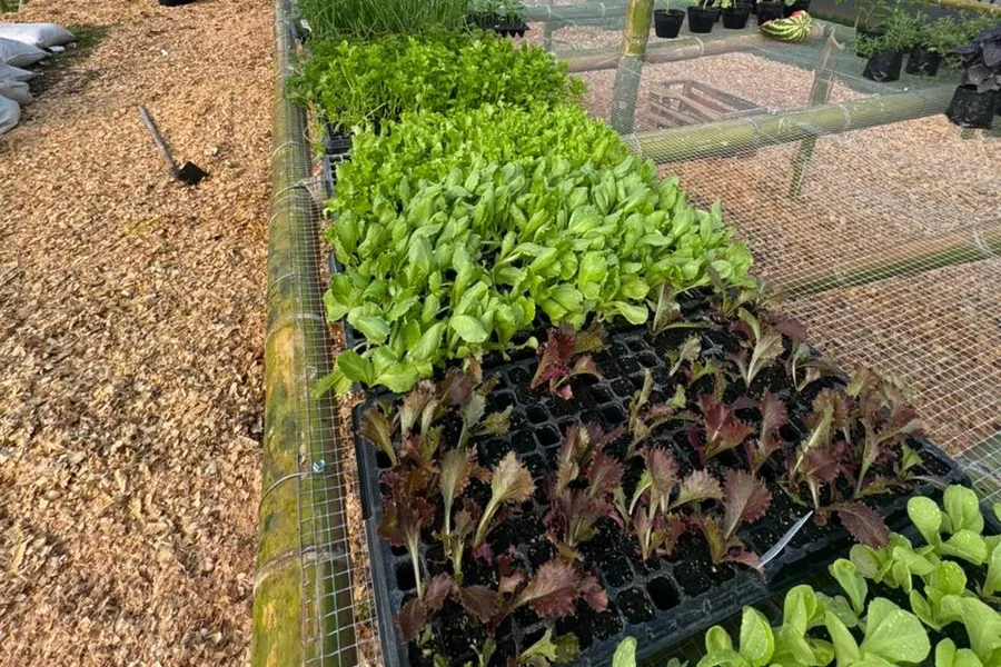 Semilleros de lechugas y plantones en nuestro vivero